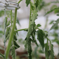 085004_20180601114302_02.JPG