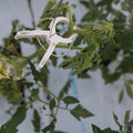 085004_20180601114331_02.JPG