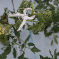 085004_20180601114331_03.JPG