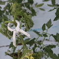 085004_20180601114331_05.JPG
