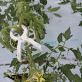 085004_20180601114332_01.JPG