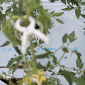 085004_20180601114332_04.JPG