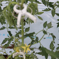 085004_20180601114333_01.JPG