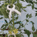 085004_20180601114333_04.JPG