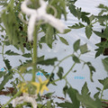 085004_20180601114334_04.JPG