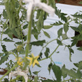 085004_20180601114335_01.JPG