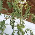 085004_20180601114416_01.JPG