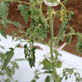 085004_20180601114417_04.JPG