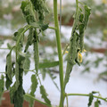 085004_20180601114459_04.JPG