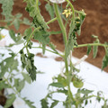 085004_20180601114549_02.JPG