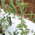085004_20180601114549_04.JPG