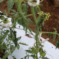 085004_20180601114550_05.JPG