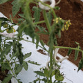 085004_20180601114551_04.JPG