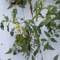 085004_20180601114857_01.JPG