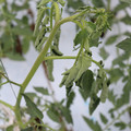 085004_20180601114903_01.JPG