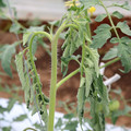 085004_20180601114928_01.JPG