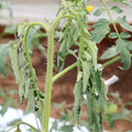 085004_20180601114929_01.JPG