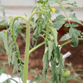 085004_20180601114929_03.JPG