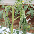 085004_20180601114929_04.JPG