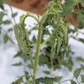 085004_20180601115012_03.JPG