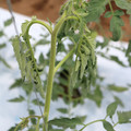 085004_20180601115012_05.JPG