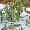 085004_20180601115015_01.JPG