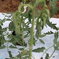 085004_20180601115015_04.JPG