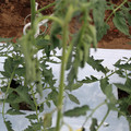 085004_20180601115016_03.JPG