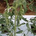 085004_20180601115016_05.JPG