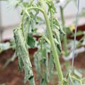 085004_20180601115035_01.JPG