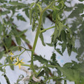 085004_20180601115058_01.JPG