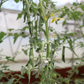 085004_20180601115152_01.JPG