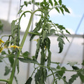 085004_20180601115236_01.JPG