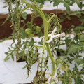 085004_20180611144801_01.JPG