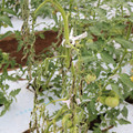 085004_20180611144831_01.JPG