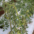 085004_20180611144940_05.JPG