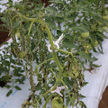 085004_20180611144941_02.JPG