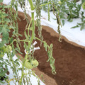 085004_20180611145041_02.JPG
