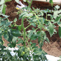 085004_20180613141732_05.JPG