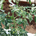 085004_20180613141733_01.JPG