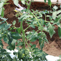 085004_20180613141733_02.JPG