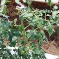 085004_20180613141733_03.JPG