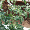 085004_20180613141733_04.JPG