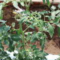085004_20180613141734_01.JPG