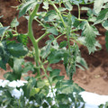 085004_20180613141750_04.JPG