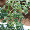 085004_20180613141750_05.JPG