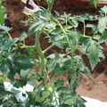 085004_20180613141756_03.JPG