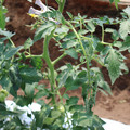 085004_20180613141756_04.JPG