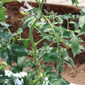 085004_20180613141757_01.JPG