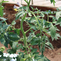 085004_20180613141757_03.JPG
